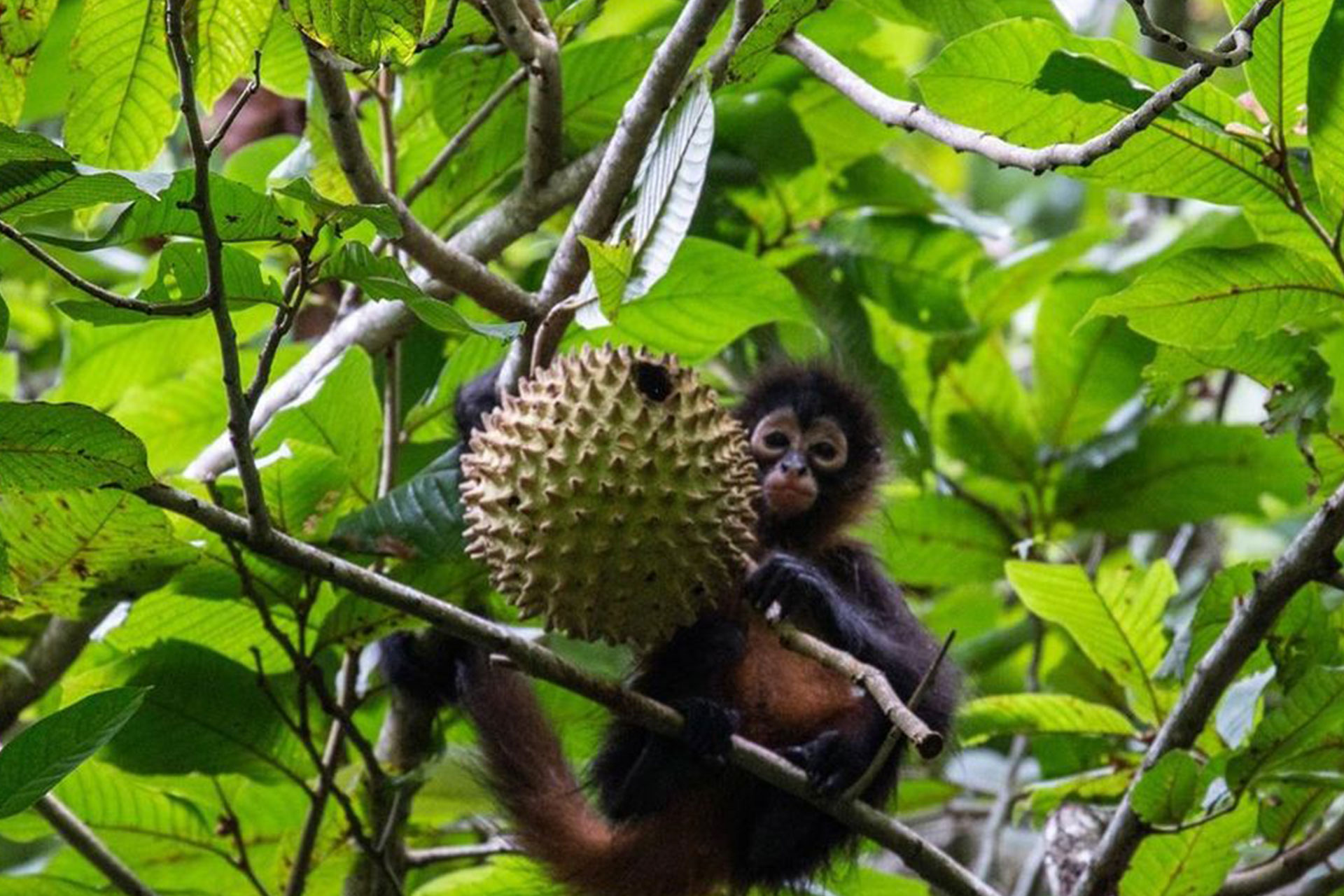 Jungle-Costa-Rica